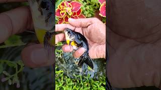 Amazing Fishing  Catch More Colorful FrogsIn Tiny Pond Phoenix Fish Angel FishAquarium Fish [upl. by Crifasi832]