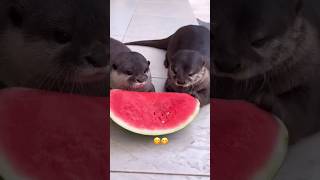 i love seeing otters eating watermelon 🍉 [upl. by Aramaj]