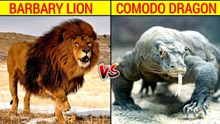 Barbary Lion vs komodo dragon fight in hindi ll Barbary Lion and komodo dragon comparison [upl. by Topping]