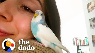 This Woman Finds An Abandoned Parakeet In New York City  The Dodo Soulmates [upl. by Ensoll]