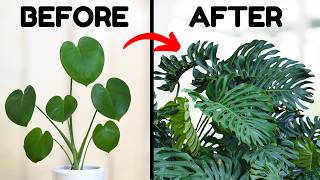 If I Only Knew These Monstera Tips 5 Years Ago [upl. by Draneb]