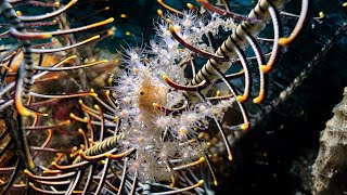 Decorated crab Achaeus spinosus in Ambon  Indonesia  September 2024 4K60fps [upl. by Nirb]