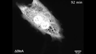 BteA Secreted from the Bordetella bronchiseptica Type III Secetion System Induces Necrosis through [upl. by Llatsyrk]