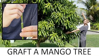 How to Graft a Mango Tree [upl. by Anilocin]