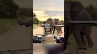 How Elephants Hear Through Their Feet shorts [upl. by Nigle]