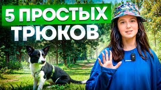 Простые команды для вашей собаки  ВЫУЧИ ЭТИ 5 ТРЮКОВ [upl. by Kobi390]