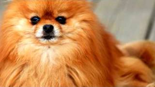 Dog Grooming  How to Groom a Pomeranian [upl. by Derej]