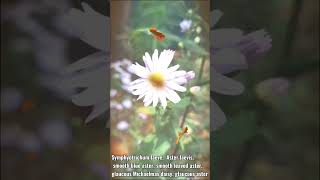 Symphyotrichum laeveAster laevis smooth blue aster smooth leaved aster glaucous Michaelmas daisy [upl. by Anatniuq]