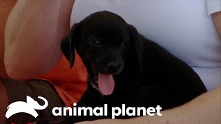 Adorable Puppy Breaks Rescue Dog Out of Her Shell  Pit Bulls amp Parolees  Animal Planet [upl. by Yelsgnik]