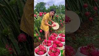 She is Picking Delicious Dragon Fruit from The Garden shorts fruit youtubeshorts [upl. by Saddler274]