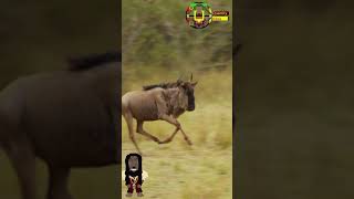 Wildebeest Evading Wilddogs shortsbabyanimals wildebeest [upl. by Mazur]