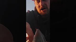 anglingambitioncustomrodhouse dongle smoothhound unhooking fish wales wales [upl. by Tareyn138]