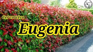 Cuidados de la Eugenia  Especial cerco vivo [upl. by Hiro]