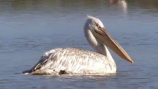 Pellicano Riccio  Dalmatian pelican Pelecanus crispus [upl. by Diley]