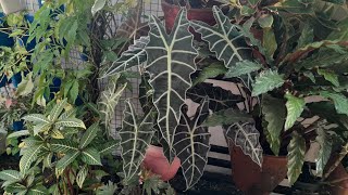 Alocasia Amazonica അറിയേണ്ടതെല്ലാംgardeningvideo [upl. by Annad]