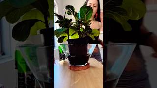 Spring Dunking  Bottom Watering my Favourite Indoor Houseplants BottomWatering WateringPlants [upl. by Ellened]