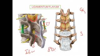 Ligamentum flavum VERTEBRAL COLUMN [upl. by Enelrac]