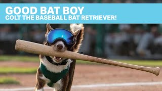 COLT The dog that retrieves baseball bats [upl. by Kemble240]