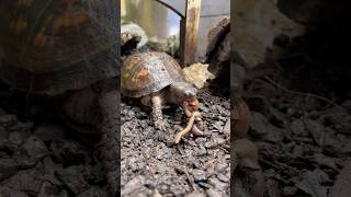 Steps to Feed Splinter the Turtle 🐢 turtles animals reptile learning short [upl. by Nicholson414]