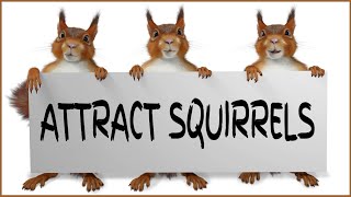 Noise To Attract amp Call Squirrels  GUARANTEED [upl. by Bonis]