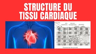 Quelle est la structure du myocarde [upl. by Aerdno542]