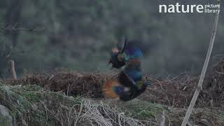 Himalayan monal Lophophorus impejanus males fighting Pele La Bhutan March [upl. by Giovanni]