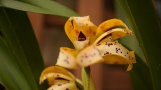 Orquídeas de fácil cultivo Maxillaria picta e Dendrochillum cobbianum [upl. by Chesna]