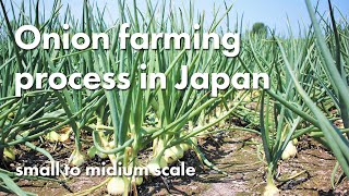 Onion farming process in Japan small to midium scale [upl. by Trefler]