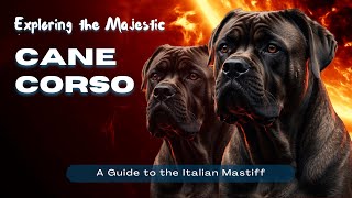 Exploring the Majestic Cane Corso A Guide to the Italian Mastiff CaneCorso ItalianMastiff [upl. by Jacobine175]