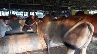 Shri Venkatakrishnan Ghoshaala at Pallikaranai Chennai [upl. by Spurgeon]