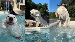 Golden Retriever Pups First Time Swimming [upl. by Veradis]