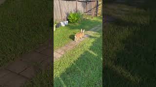 Giant Rabbit doing another binky jump in the garden Please like and subscribe to my channel [upl. by Amoeji567]