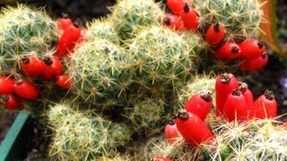 Fruiting Cacti Plants  Tasting amp Growing [upl. by Eelanna]