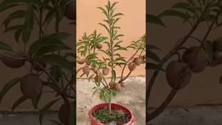 New technique for growing Sapodilla plant sapodilla sapodillagrafting farming viral shorts [upl. by Ilan775]