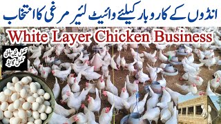 White Layer Poultry Farming For Eggs Business in Pakistan  Dr ARSHAD [upl. by Nner]