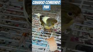 CANARIO COMIENDO PAN 🥖🐦 aviario comer canarios [upl. by Shay388]