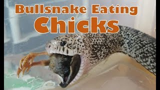 Feed my Pet Friday Bullsnake Eating Chicks [upl. by Jevon]