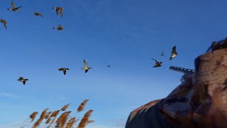 Late season duck hunt quotAmazing footage on public land” [upl. by Trace473]