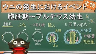 ウニの発生におけるイベント（胞胚期～プルテウス幼生）【135生物】 [upl. by Hwu757]