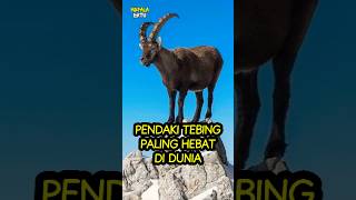 Pendaki Tebing Paling Hebat di Dunia informatif faktaunik [upl. by Fattal217]