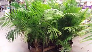 5 Tips for Indoor Palm Care  Donna Joshi [upl. by Norramic803]