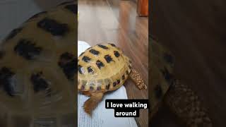 Trunky the Horsefield Tortoise walking around shorts short cute pets japan korea [upl. by Klockau]