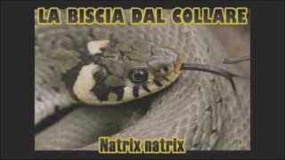 SERPENTI ITALIANI IL BIACCO VIPERA ASPIS e BISCIA DAL COLLARE [upl. by Arodasi]