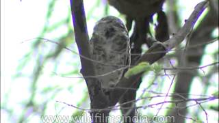 Spotted Owlet sitting on a tree [upl. by Doughty]