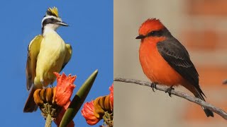 Tyrant Flycatchers of Mexico 20 species with their songs or calls [upl. by Assener70]