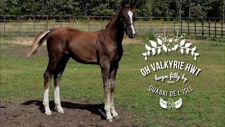 2019 KWPN Filly by Quabri De LIsleIndoctroCorrado [upl. by Adnamaa]