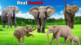 Elephant Sound Effects wild animals [upl. by Ymrej962]