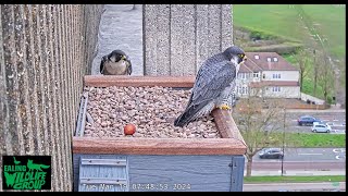 Freddie and Dusty on the nest  chatter between them  Freddie incubates 2024 03 19 05 18 22 903 [upl. by Gordan]