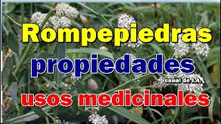 Rompepiedras y sus propiedades usos medicinales [upl. by Ocer]