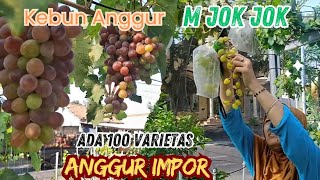 Wisata Petik Anggur di Kebun quotM Jok Jokquot Tegalsiwalan Probolinggo [upl. by Aker]